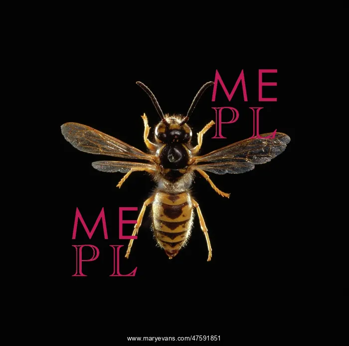 : Vespula vulgaris L. common wasp : Vespula vulgaris L. common wasp