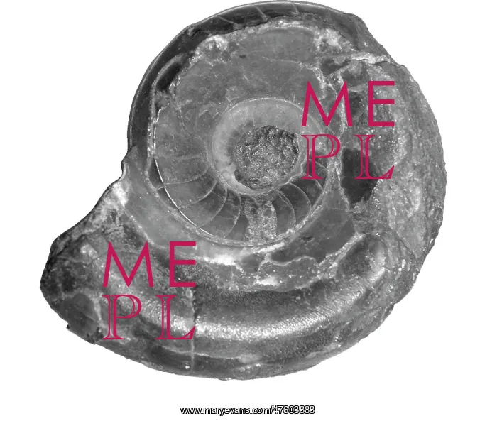 : Vestinautilus cariniferous, nautiloid : Vestinautilus cariniferous, nautiloid