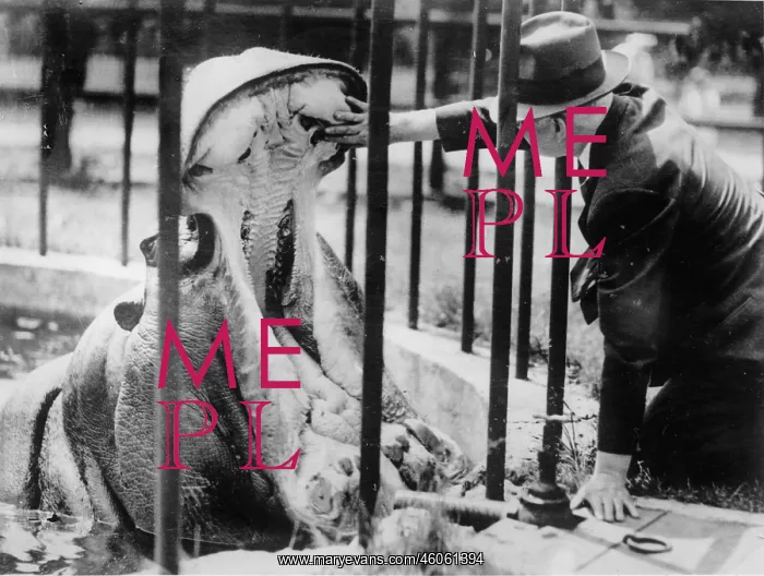 : A vet deals with a hippo : A vet deals with a hippo