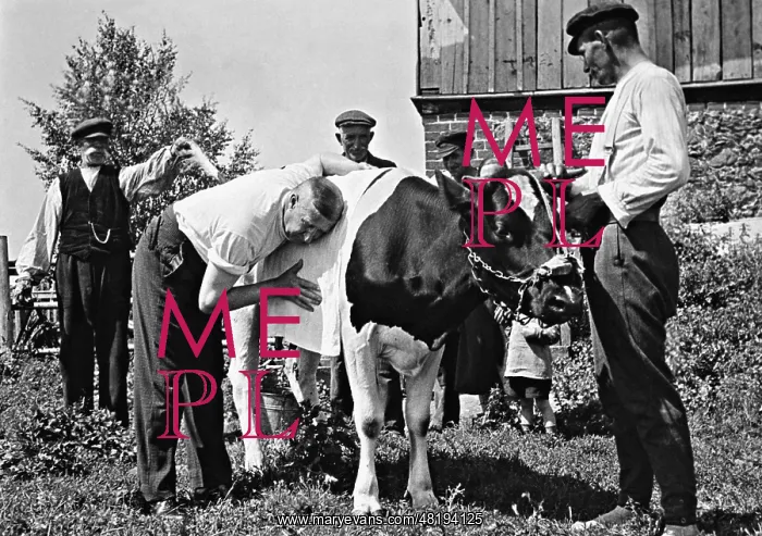 : A veterinarian examines a cow, 1935 : A veterinarian examines a cow, 1935
