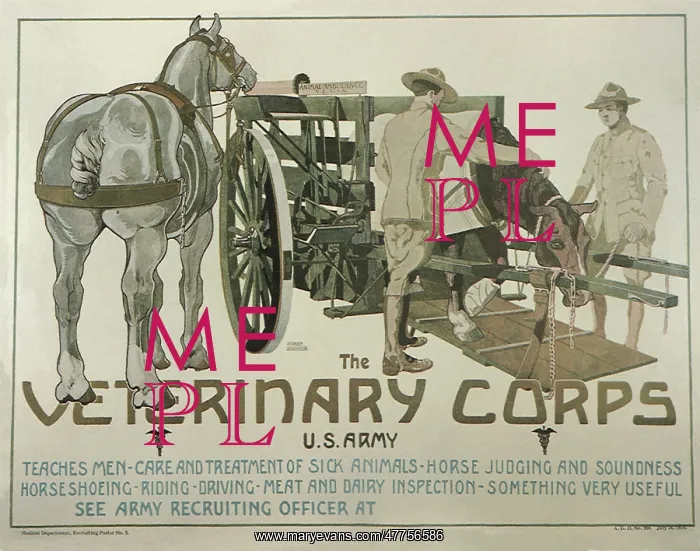 : The Veterinary Corps : The Veterinary Corps