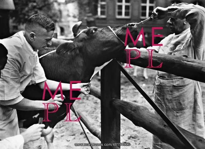 : Veterinary examination of a cow, 1935 : Veterinary examination of a cow, 1935
