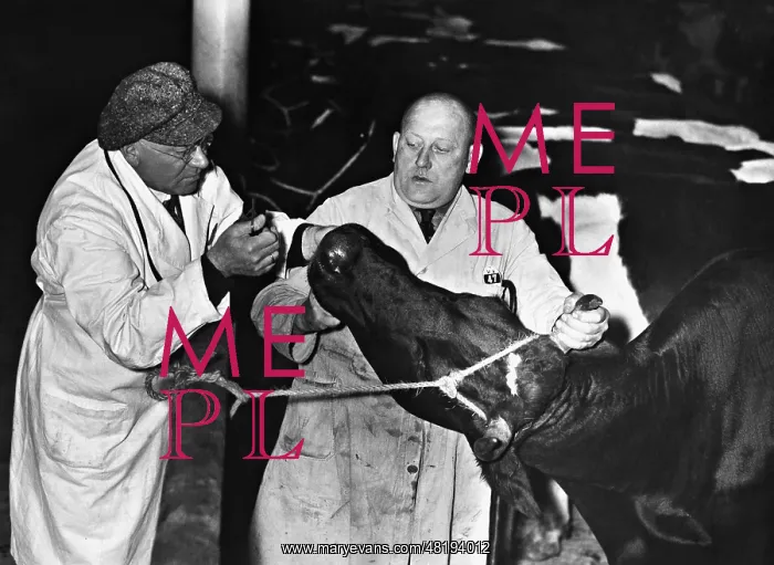 : Veterinary examination at the slaughterhouse, 1935 : Veterinary examination at the slaughterhouse, 1935