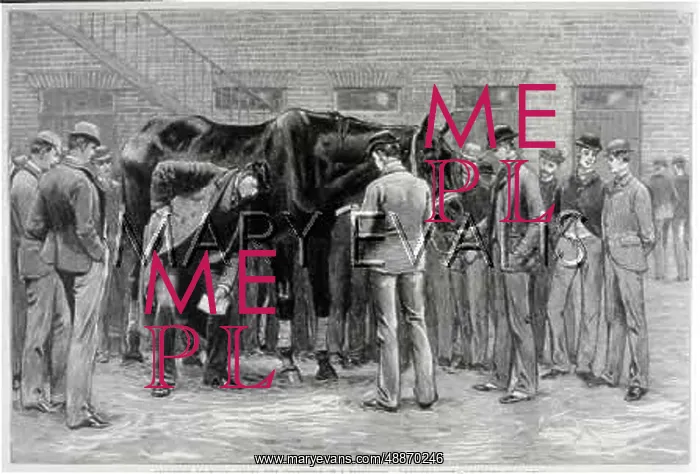 : VETS EXAMINING HORSE : VETS EXAMINING HORSE
