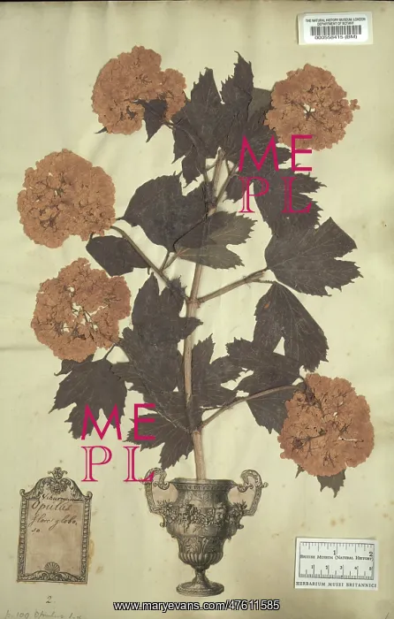 : Viburnum opulus L. guelder rose : Viburnum opulus L. guelder rose