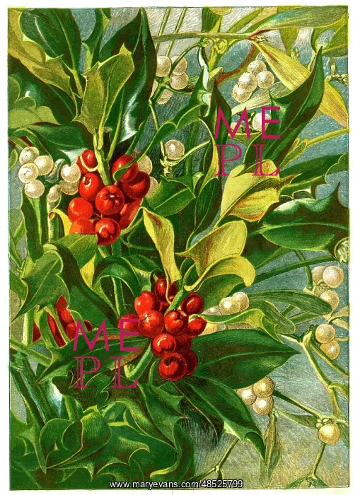 : Victorian Christmas, Holly and Mistletoe : Victorian Christmas, Holly and Mistletoe