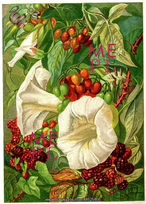 : Victorian illustration, September and October : Victorian illustration, September and October
