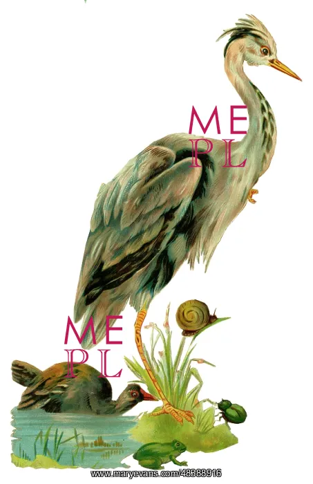 : Victorian scrap, heron, frog, snail and beetle : Victorian scrap, heron, frog, snail and beetle