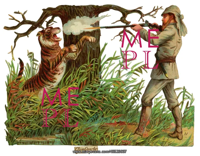 : Victorian Scrap, hunter shooting tiger : Victorian Scrap, hunter shooting tiger