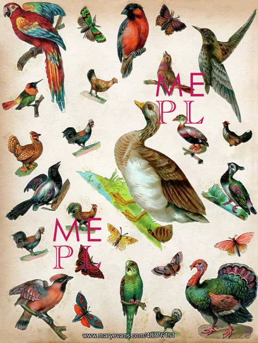  : Victorian Scraps - Page of Birds and Insects