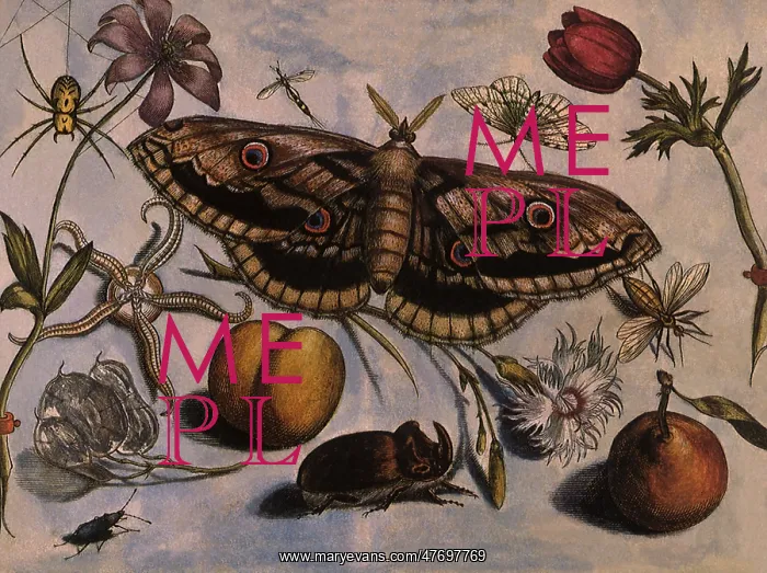 : Viennese Emperor Moth : Viennese Emperor Moth