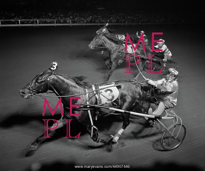 : Side view of 3 runners in night-time harness : Side view of 3 runners in night-time harness