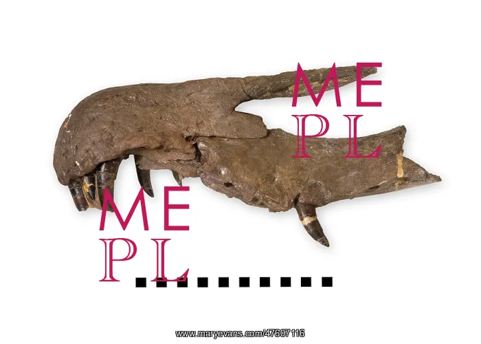 : Side view of a Baryonyx snout : Side view of a Baryonyx snout