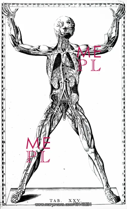 : Front view of the blood vessels. From Bartolemmeo : Front view of the blood vessels. From Bartolemmeo