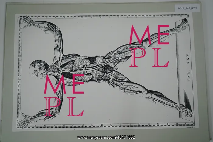 : Front view of the blood vessels. From Bartolommeo : Front view of the blood vessels. From Bartolommeo