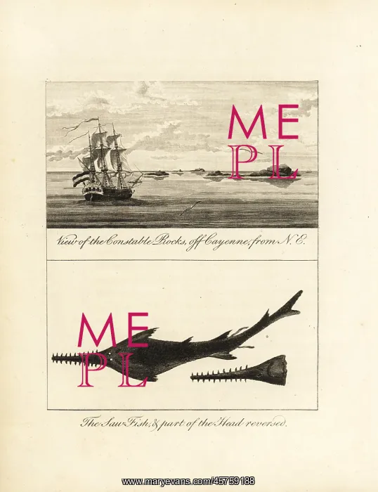 : View of Constable Rocks off Cayenne, and sawfish : View of Constable Rocks off Cayenne, and sawfish