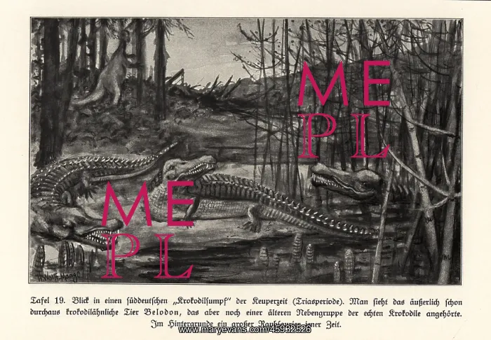 : View of a crocodile swamp, south Germany, Triassic period : View of a crocodile swamp, south Germany, Triassic period