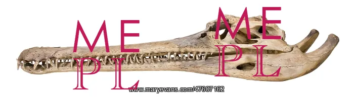 : Side view of a Gharial skull : Side view of a Gharial skull