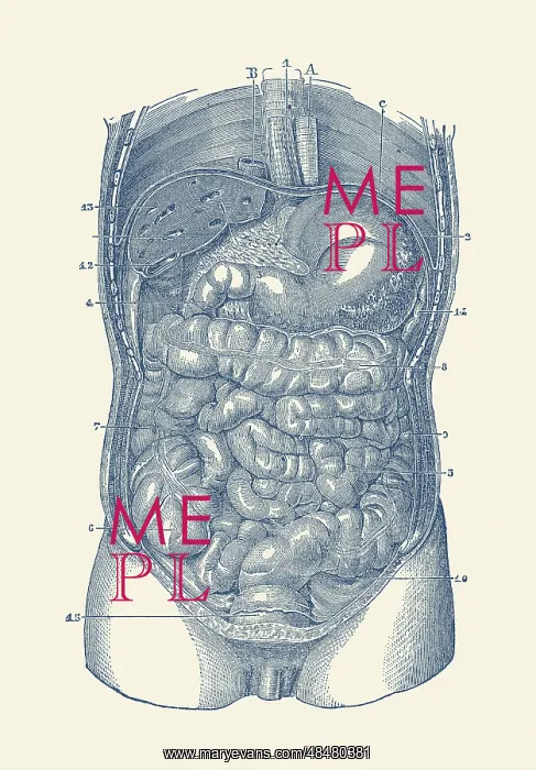 : View of the human digestive system, showcasing : View of the human digestive system, showcasing