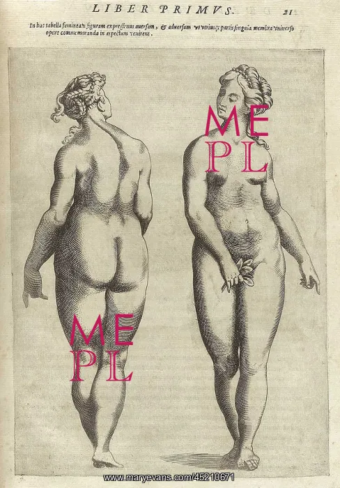 : Front and back view of an idealized, fully ? : Front and back view of an idealized, fully ?