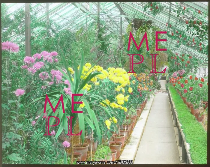 : View inside a greenhouse at Kew Gardens : View inside a greenhouse at Kew Gardens