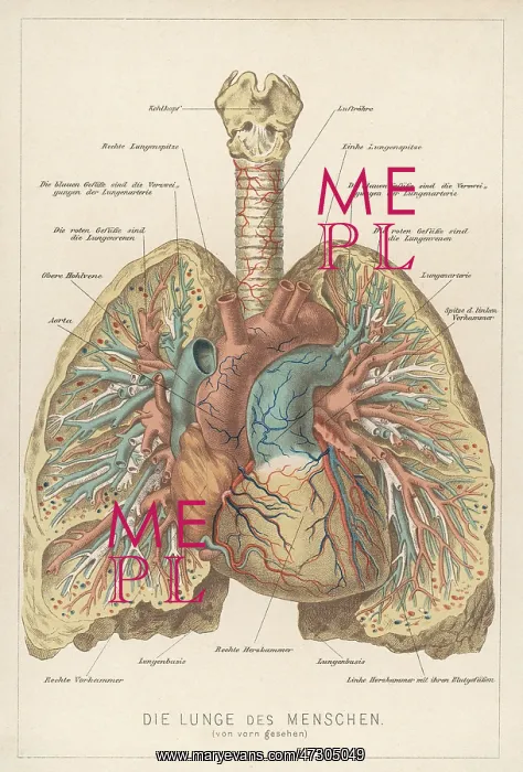  : Front View of Lungs