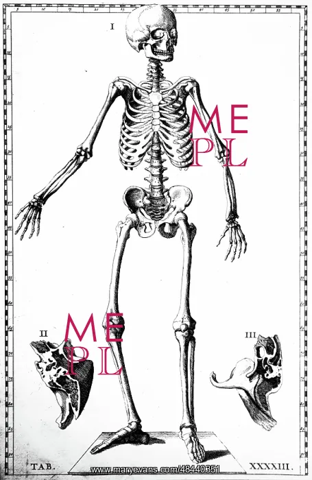 : Front view of the male skeleton. From Bartolemmeo : Front view of the male skeleton. From Bartolemmeo