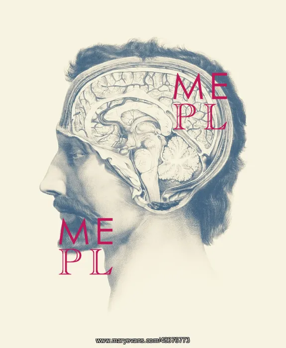 : Side view of a male's brain, showcasing the venous : Side view of a male's brain, showcasing the venous