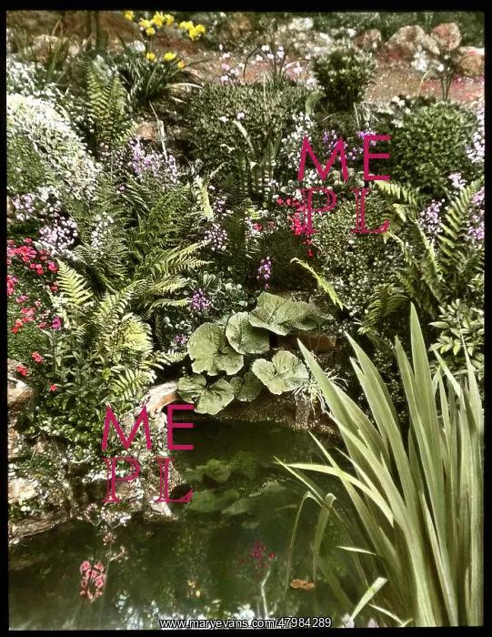 : View of Reginald Malby's garden and pond : View of Reginald Malby's garden and pond