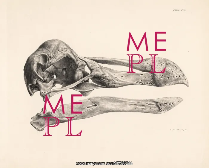 : Side view of the skull of a dodo : Side view of the skull of a dodo