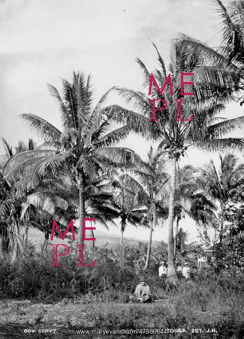 : View of Woods at Tongataboo, Friendly Islands : View of Woods at Tongataboo, Friendly Islands