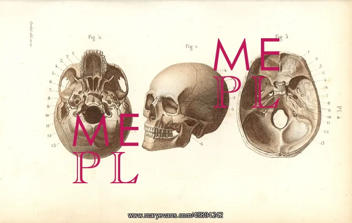 : Views of the skull : Views of the skull
