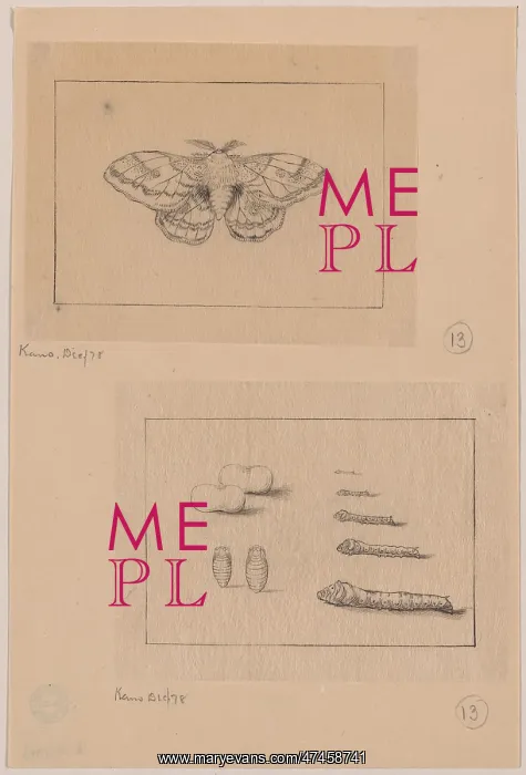 : Two views (top): silkworm moth; (bottom): larval stages of t : Two views (top): silkworm moth; (bottom): larval stages of t