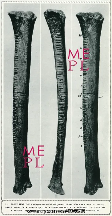 : Three views of a wolf bone excavated at Vestonice : Three views of a wolf bone excavated at Vestonice