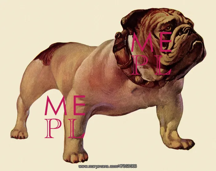  : Vigilant Bulldog