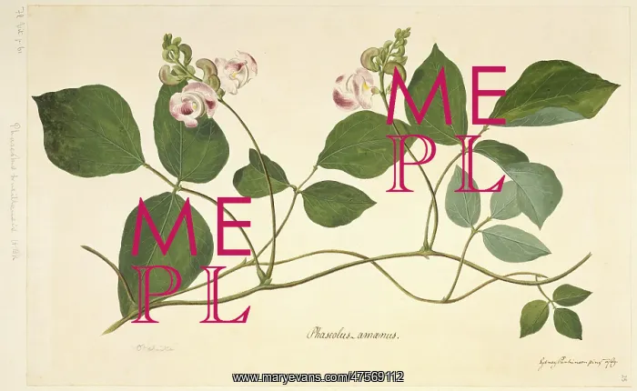 : Vigna adenantha, wild pea : Vigna adenantha, wild pea