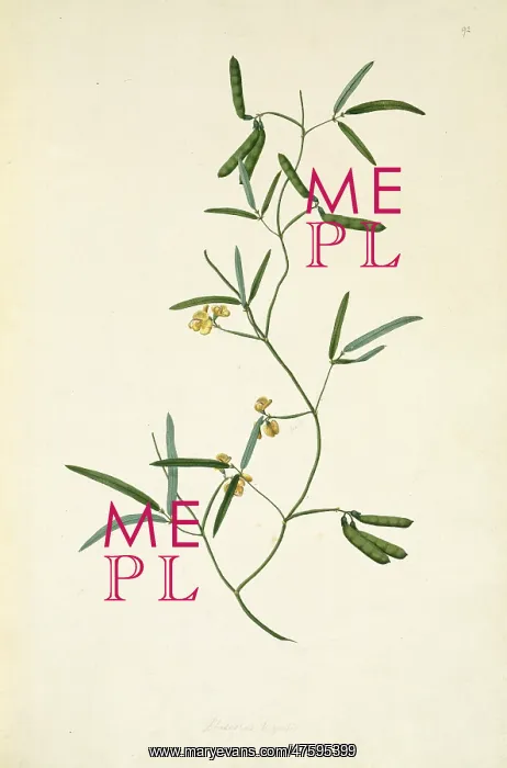 : Vigna lanceolata, pencil yam : Vigna lanceolata, pencil yam