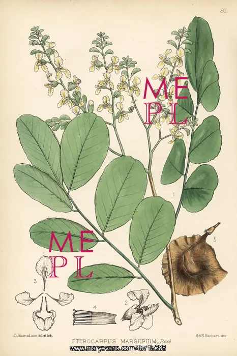 : Vijayasar, buja, or Indian kino tree, Pterocarpus marsupium : Vijayasar, buja, or Indian kino tree, Pterocarpus marsupium