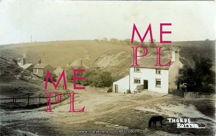 : The Village : The Village