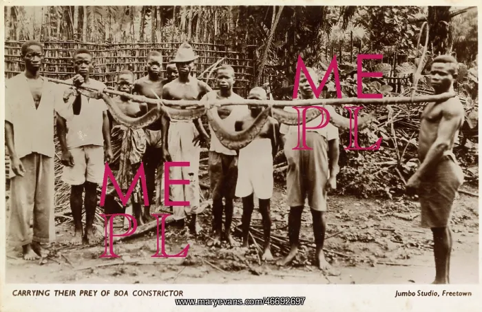 : Villagers in Sierra Leone with a captured Boa Constrictor : Villagers in Sierra Leone with a captured Boa Constrictor