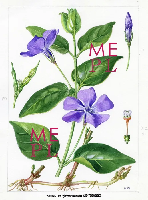 : Vinca major - greater periwinkle : Vinca major - greater periwinkle