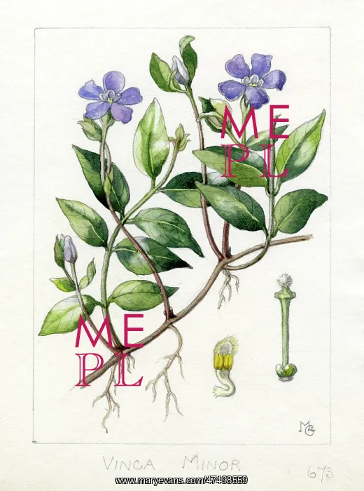 : Vinca minor - lesser periwinkle : Vinca minor - lesser periwinkle