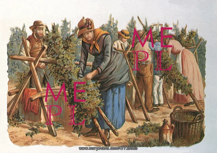  : Vine Frames