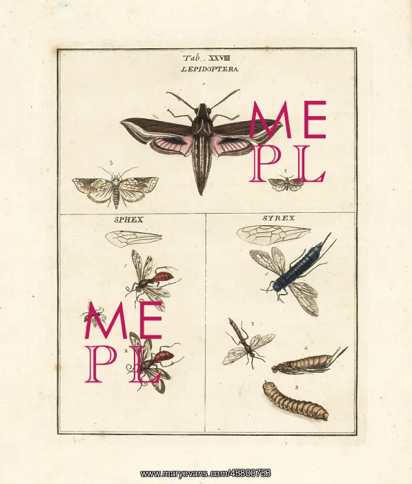 : Vine hawk-moth, dagger wasps and horntails : Vine hawk-moth, dagger wasps and horntails