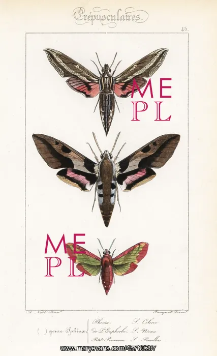 : Vine hawkmoth, Mediterranean hawkmoth and : Vine hawkmoth, Mediterranean hawkmoth and