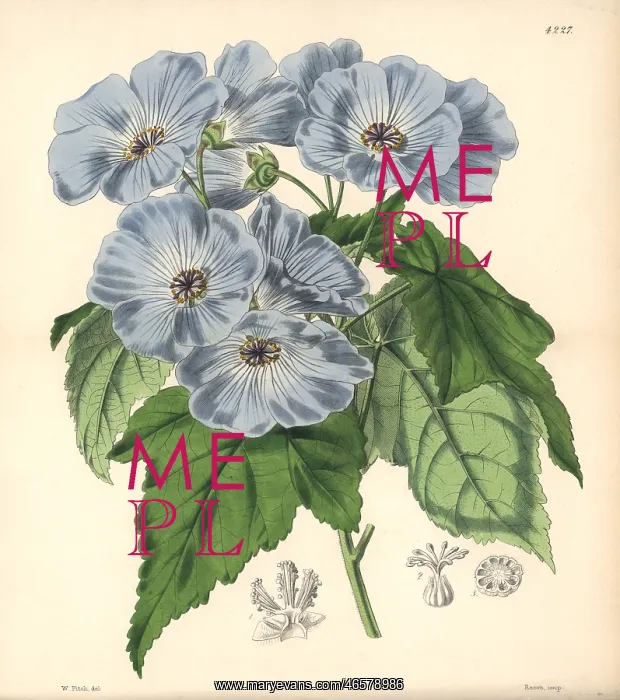 : Vine-leaved sida, Sida (abutilon) vitifolia : Vine-leaved sida, Sida (abutilon) vitifolia