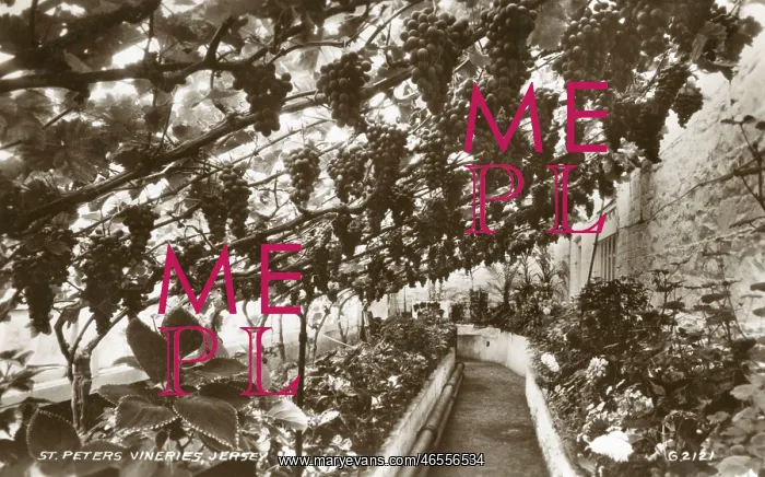  : Vineries - St. Peter's, Jersey
