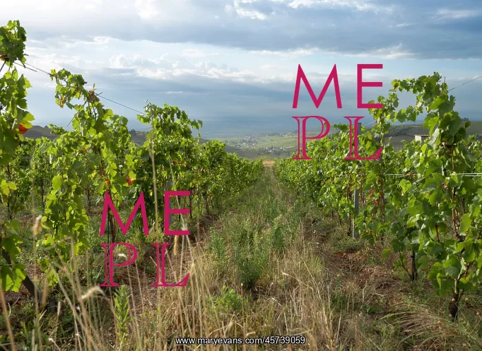 : Vines, Chateau de Javernand, Chiroubles, Beaujolais, France : Vines, Chateau de Javernand, Chiroubles, Beaujolais, France