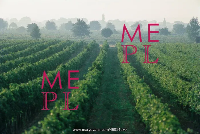 : Vineyard. The picture shows a landscape in St : Vineyard. The picture shows a landscape in St