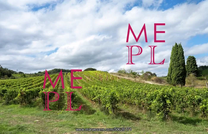 : Vineyard, Aude, France : Vineyard, Aude, France